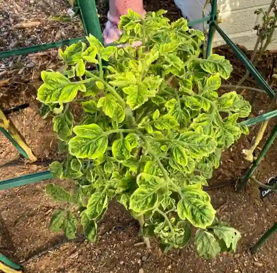 Feuilles présentant des motifs en mosaïque et des déformations dues à une infection virale chez les plantes