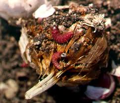 Ver rouge ou foreur de l'ail | idMicrobe