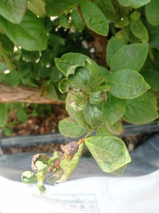 Thrips in pome fruit trees | idMicrobe