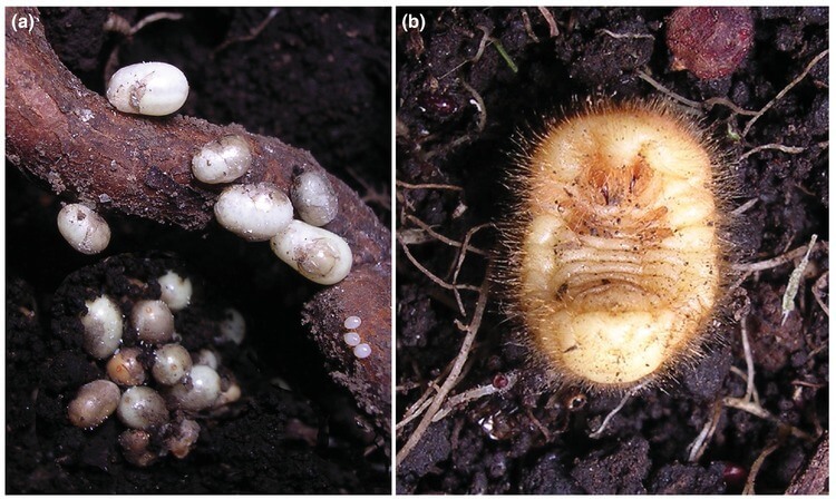 Sintomas, tratamentos e recomendações para tratar a pérola da terra