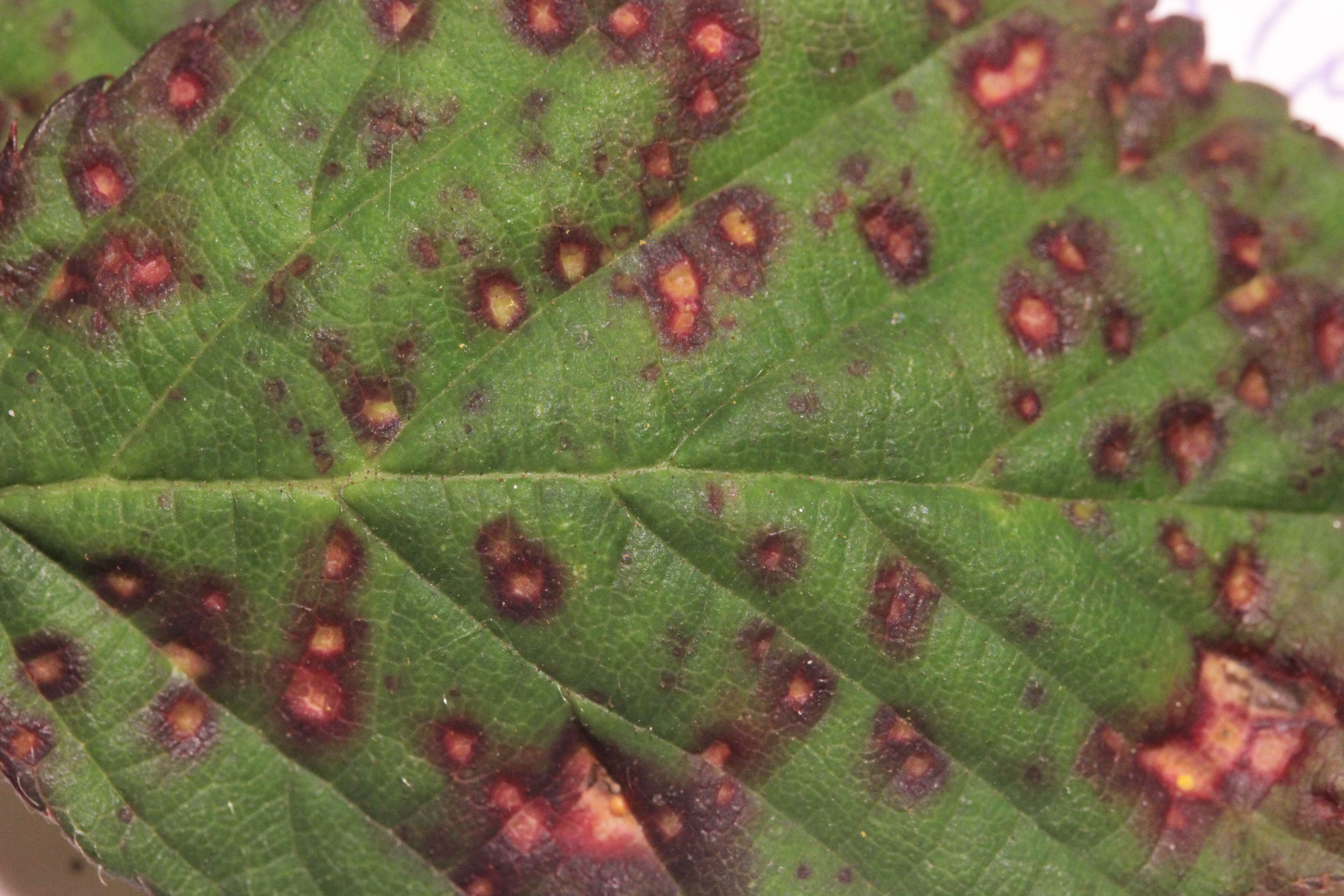 Violet rust: Symptoms and damage in blackberries