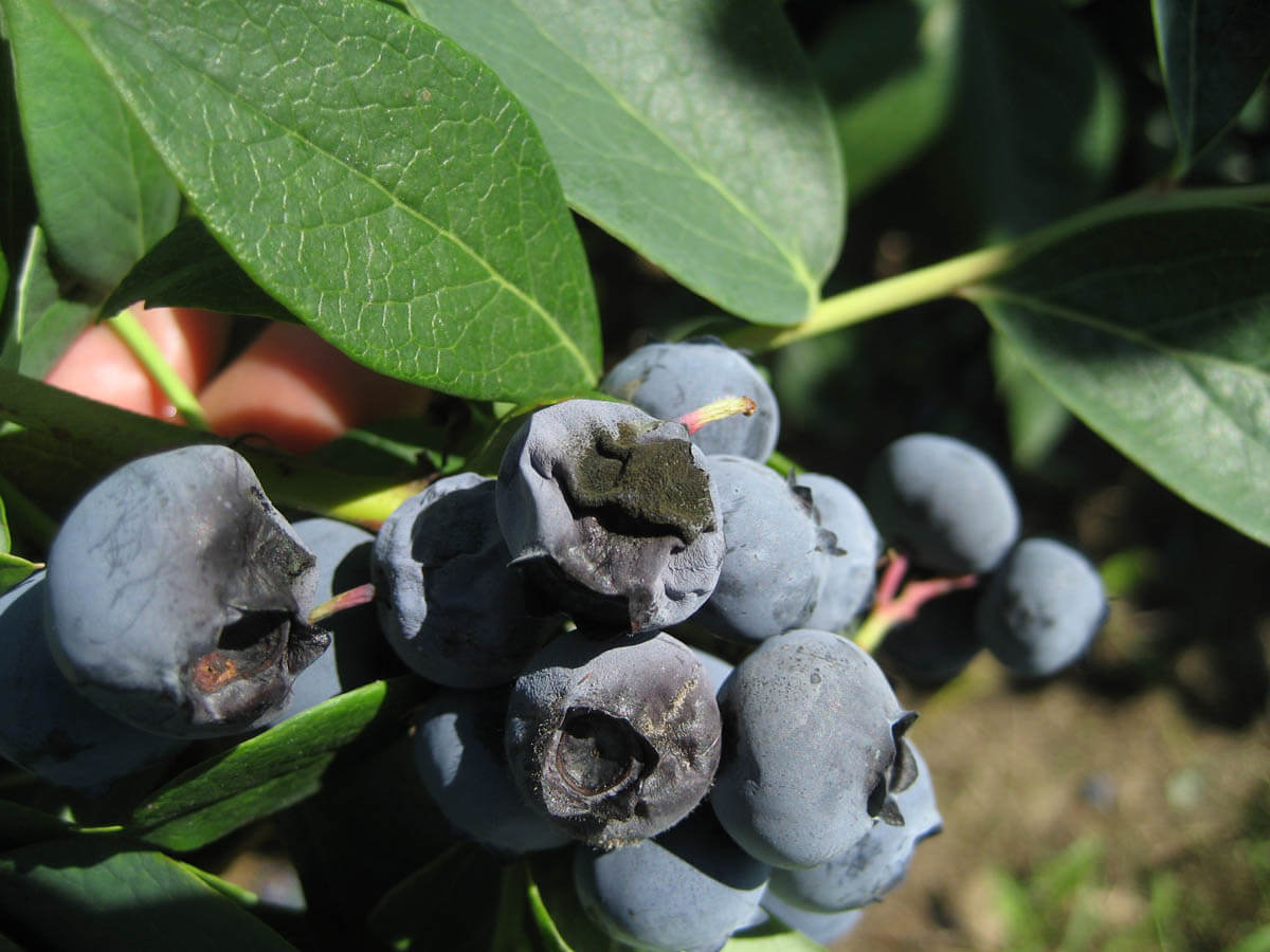 Alternaria em Mirtilos | idMicrobe