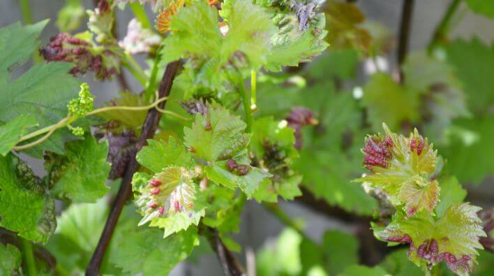 Podredumbre gris: Síntomas y daños en Vid