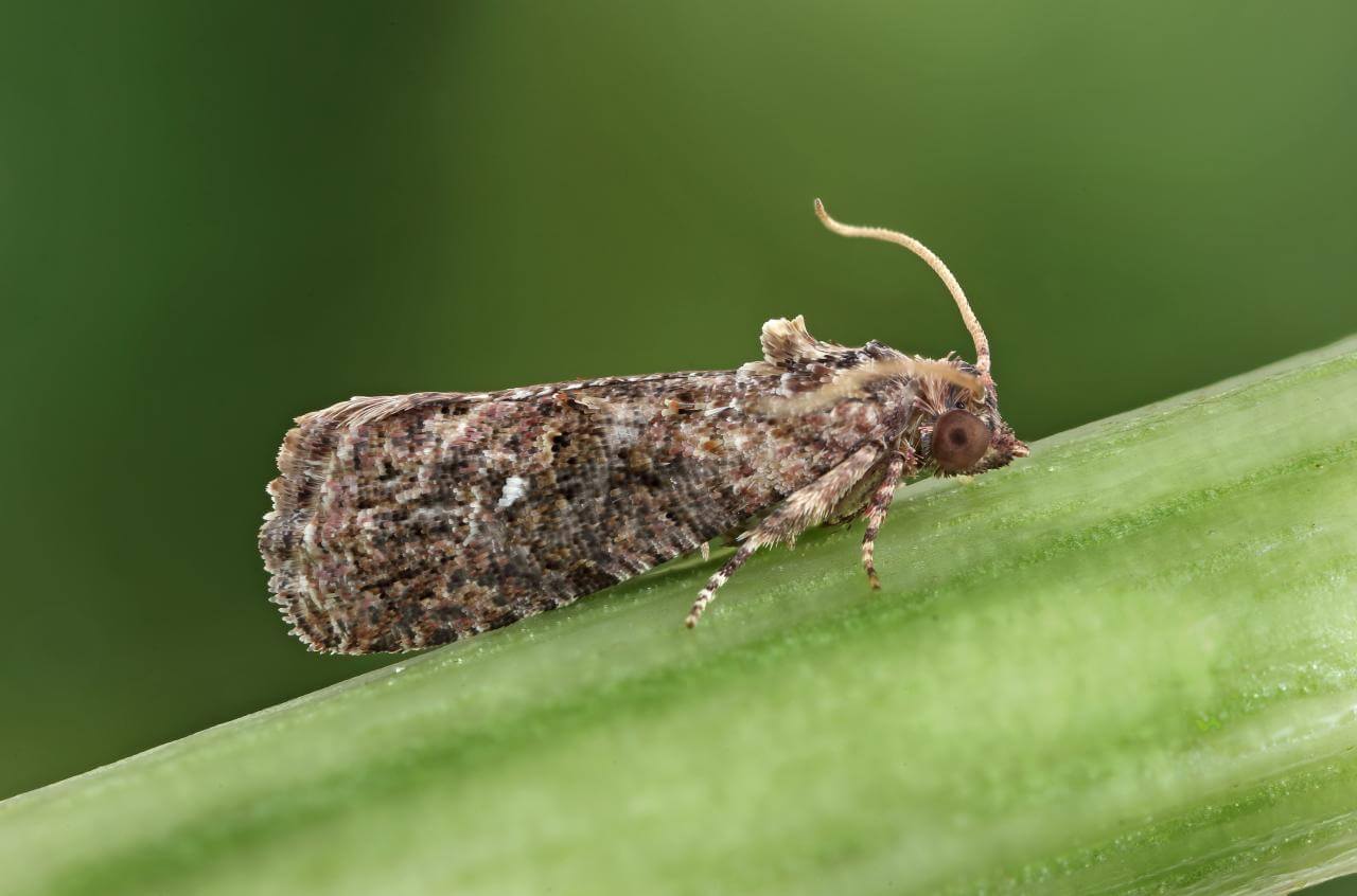 Traça falsa da maçã no abacate | idMicrobe