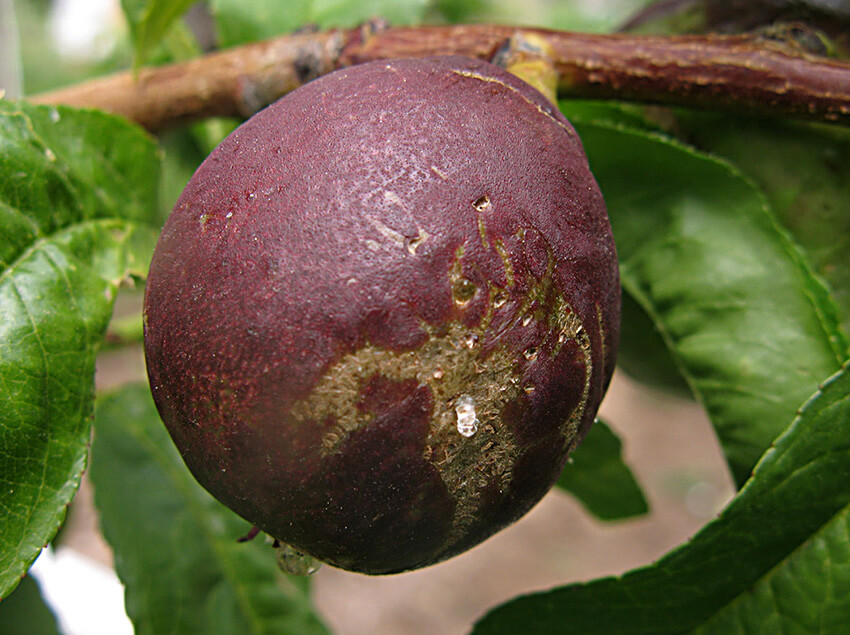 Daños causados por Trips en Melocotón, durazno o nectarina