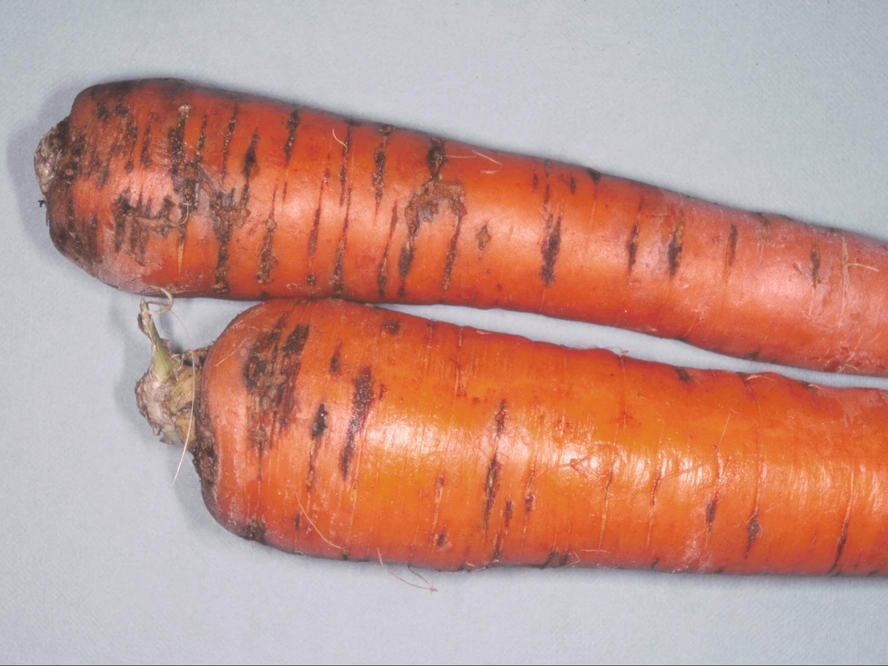 Pudrición o fusariosis en zanahoria | idMicrobe