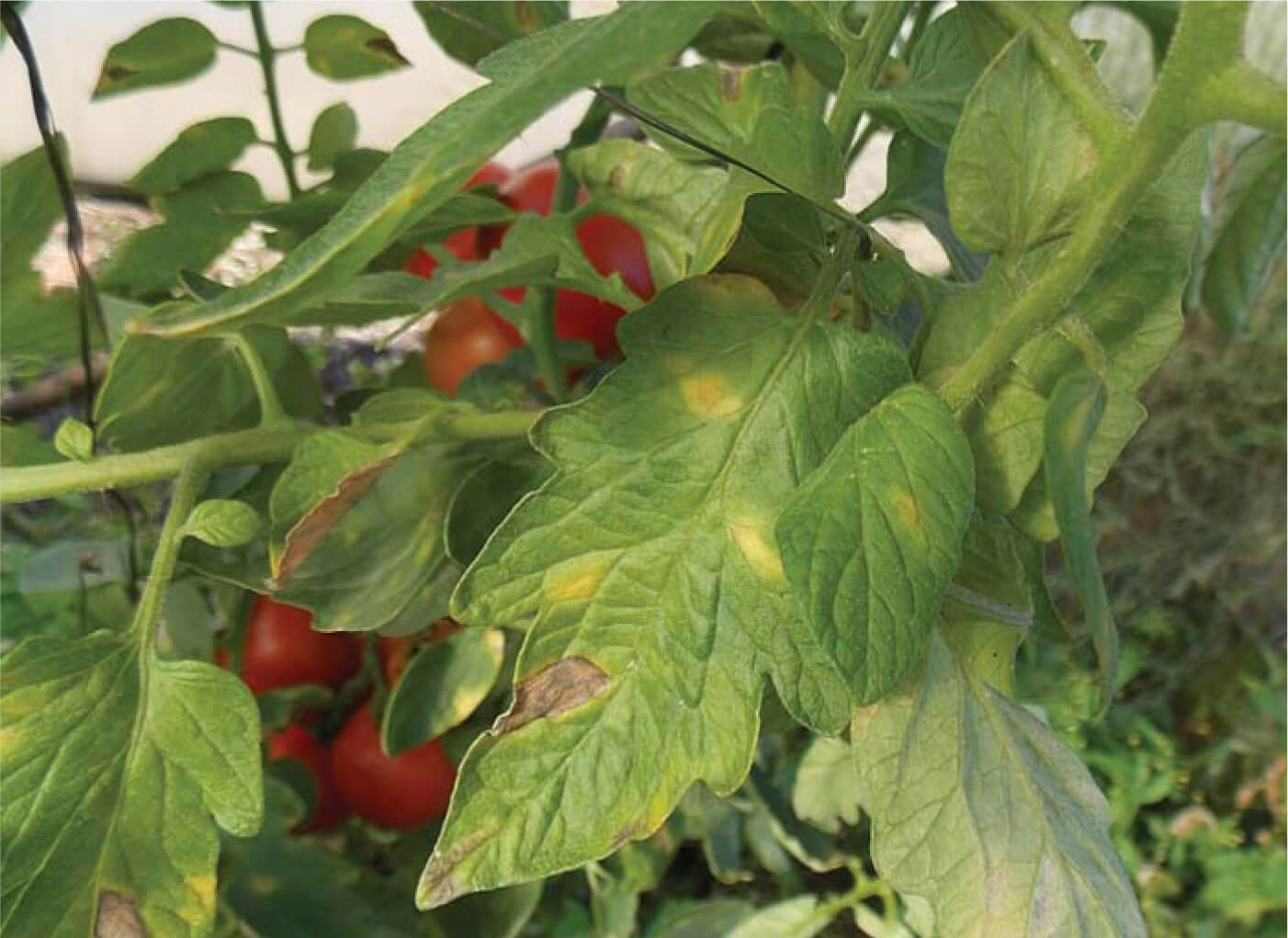 Comment reconnaître et combattre l'oïdium des tomates
