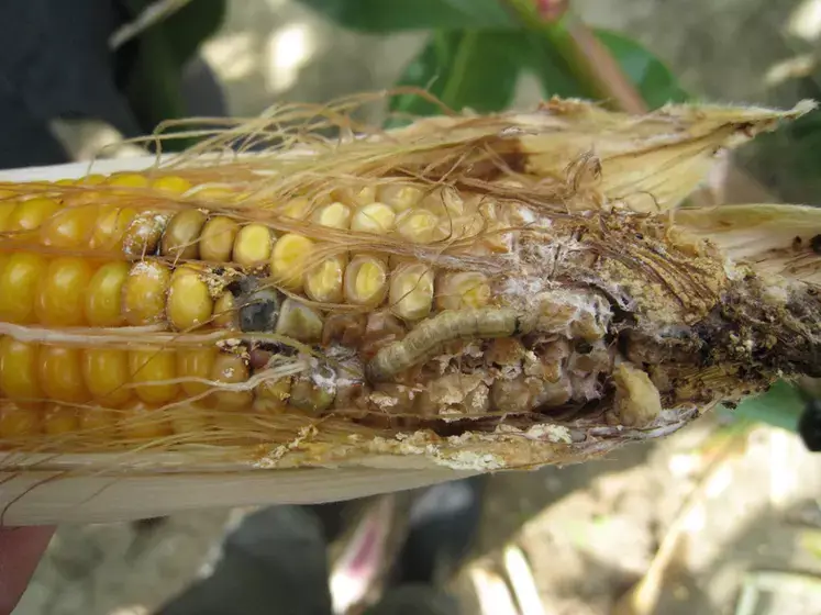 Damage caused by False codling moth in corn