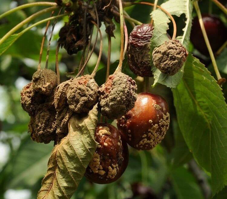 Fruit affected by fungi with spots, rot and mold