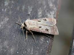 Vermes cinzentos no aipo: como reconhecê-los e tratá-los com eficácia