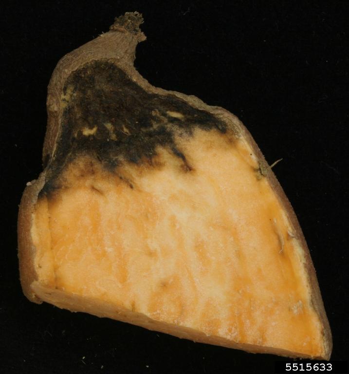 Charcoal rot in potatoes | idMicrobe