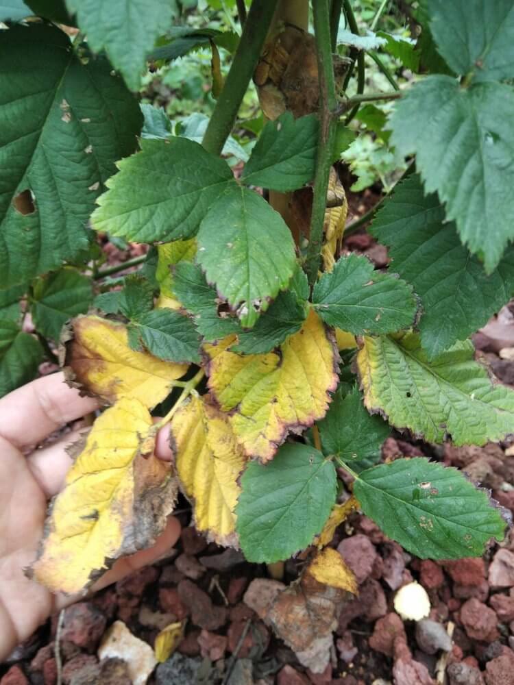 Verticillium wilt: what it is, how it occurs, and how to eliminate it effectively