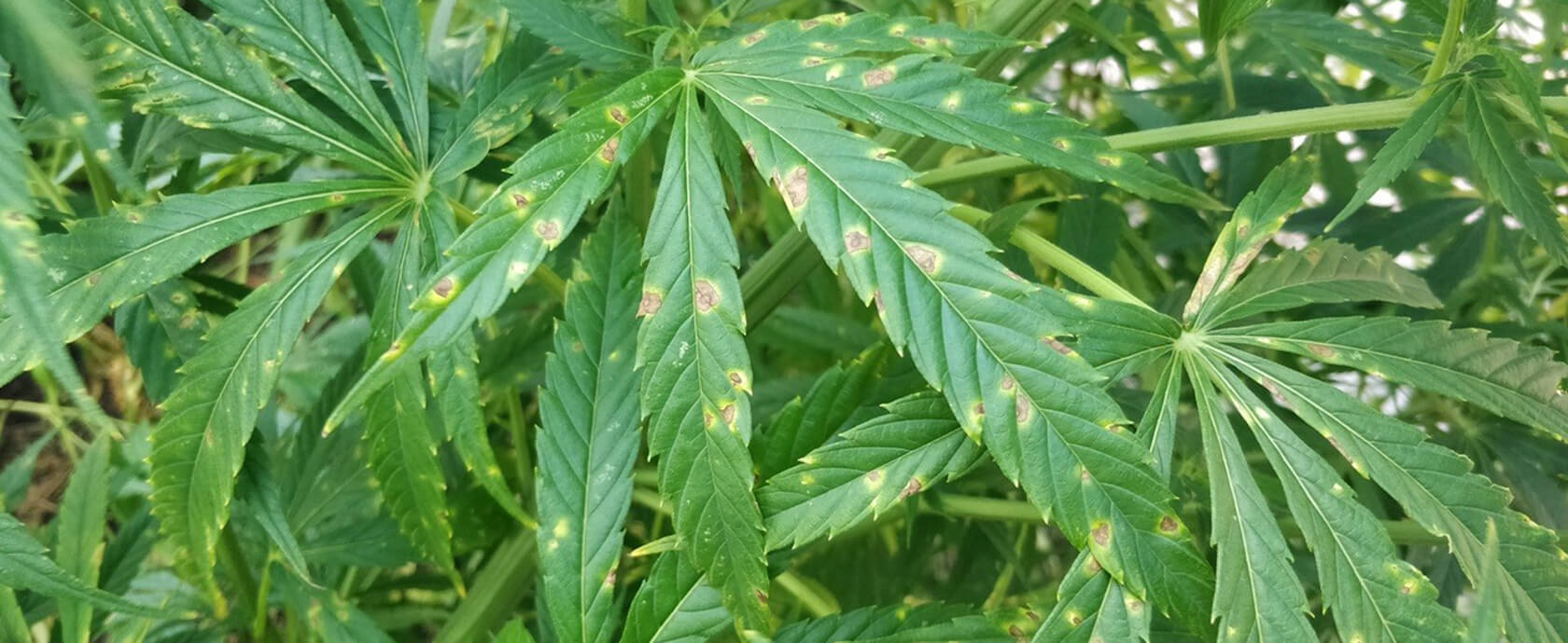 Mancha de la hoja: Síntomas y daños en Cannabis