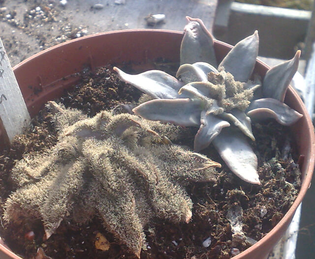 Como reconhecer e combater a podridão cinzenta em cactos e suculentas