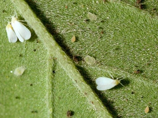 Whitefly on cannabis | idMicrobe