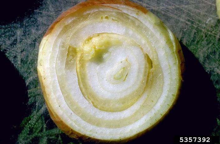 Pudrición del centro en cebolla | idMicrobe