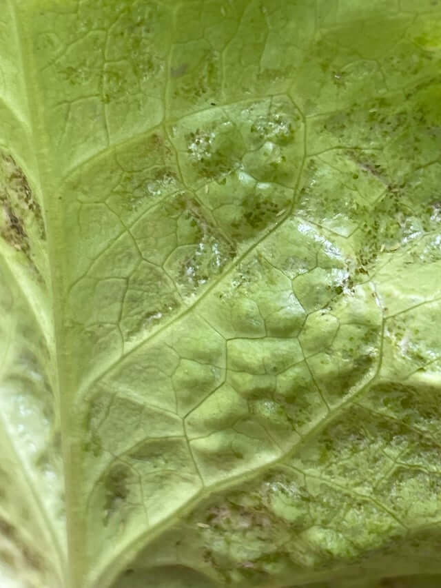 Maladie des grosses nervures (BVD) de la laitue et des plantes similaires | idMicrobe