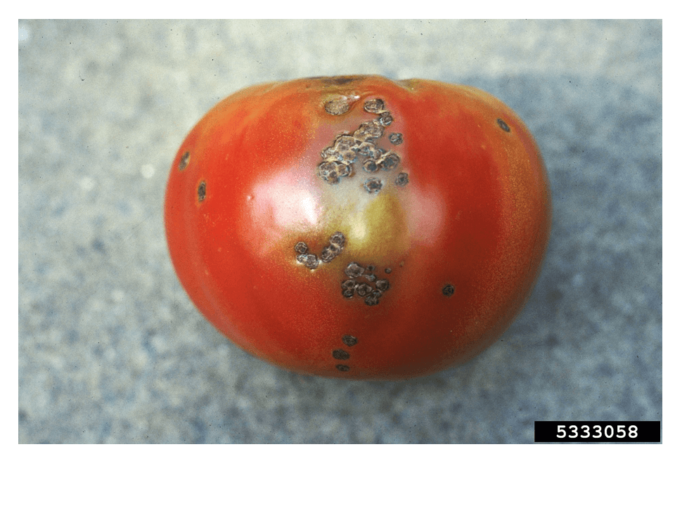 Bacterial Spot on Tomatoes: How to Recognize and Treat It Effectively