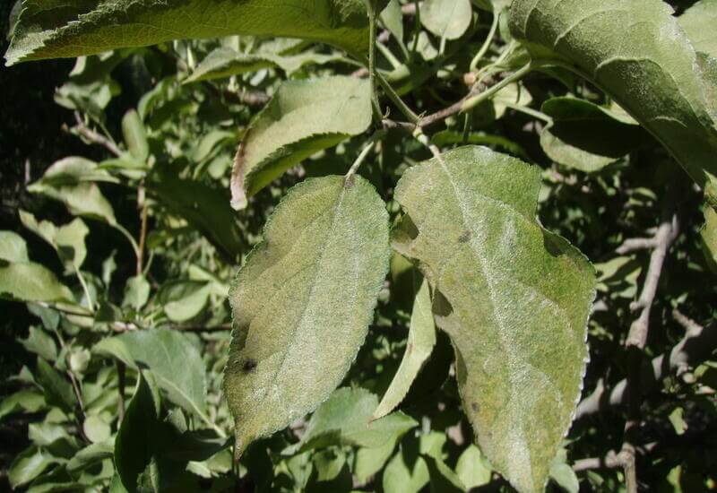 Cómo reconocer y combatir ácaros en melocotón, durazno o nectarina