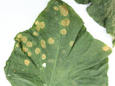 How to recognize and combat cladosporiosis in melon