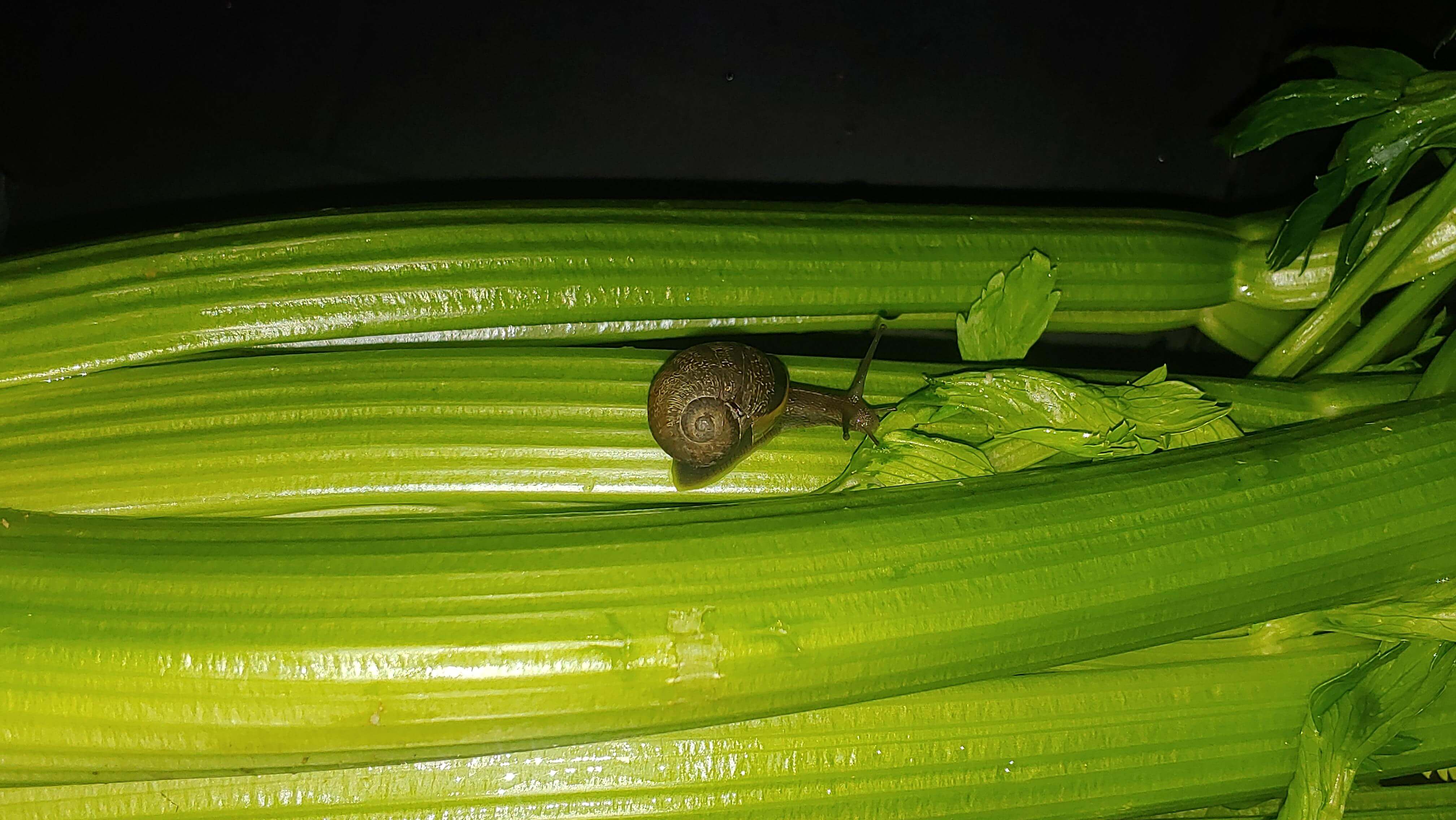 Caracoles y babosas en Apio: Cómo se reconoce y se trata eficazmente