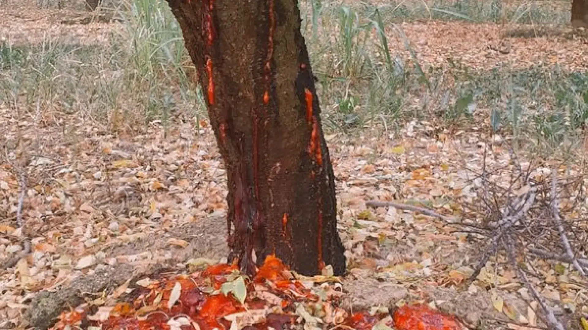 How to recognize and combat almond decline