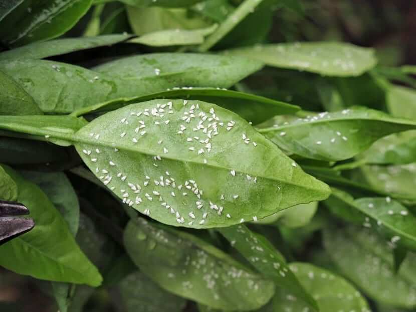 Citrus whitefly | idMicrobe