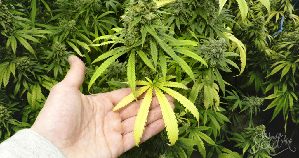 Nematodes: Symptoms and Damage in Cannabis