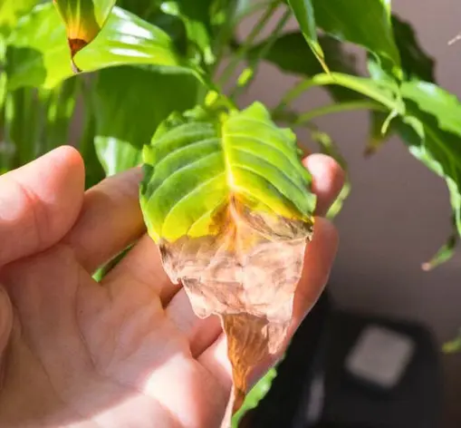 Détail de feuilles dont les extrémités sèchent en raison du stress hydrique chez les plantes