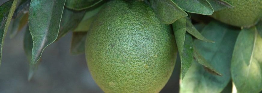 Ácaro rojo de los cítricos en naranjo | idMicrobe