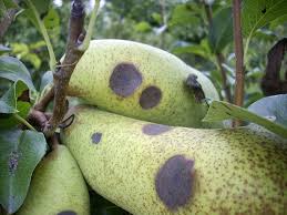 Tavelure ou marbrure du poirier : symptômes et dégâts sur les poiriers