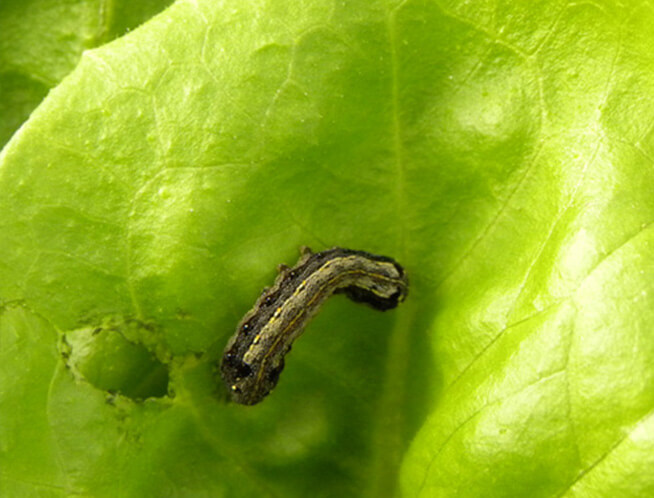 Rosquilla negra o Prodeni en Lechuga y similares: Cómo se reconoce y se trata eficazmente