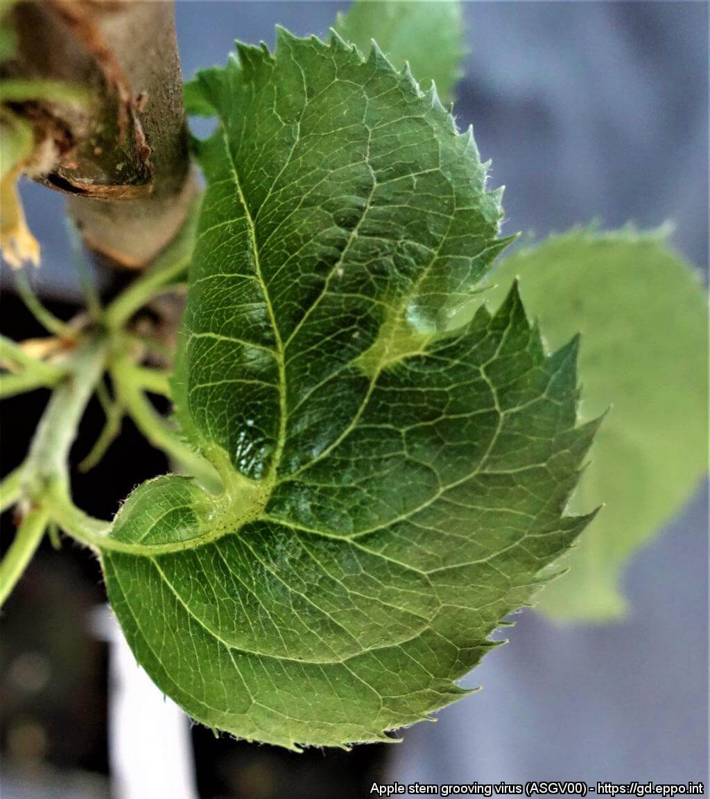 Apple stem groove virus: what it is, how it originates, and how to eliminate it effectively.