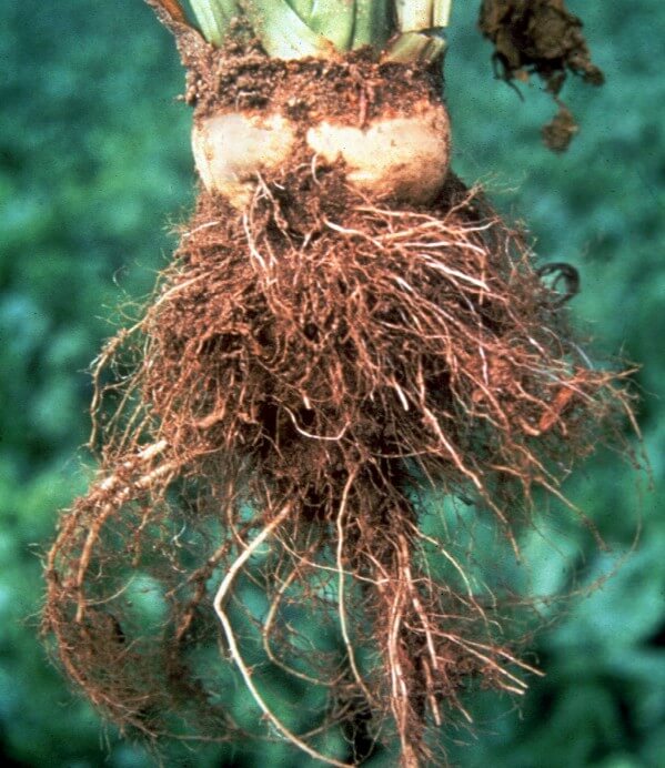 Rhizomania in Table Beet: How to Recognize and Treat It Effectively