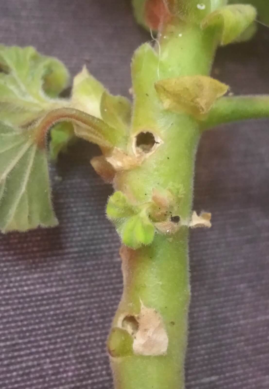 Mariposa, polilla o taladro del geranio: qué es, cómo se origina y cómo eliminar de forma efectiva