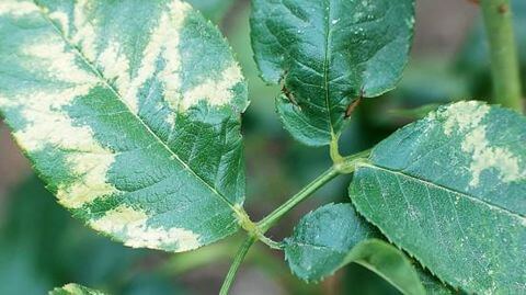 Daños causados por Mosaico o moteado del rosal en Rosal