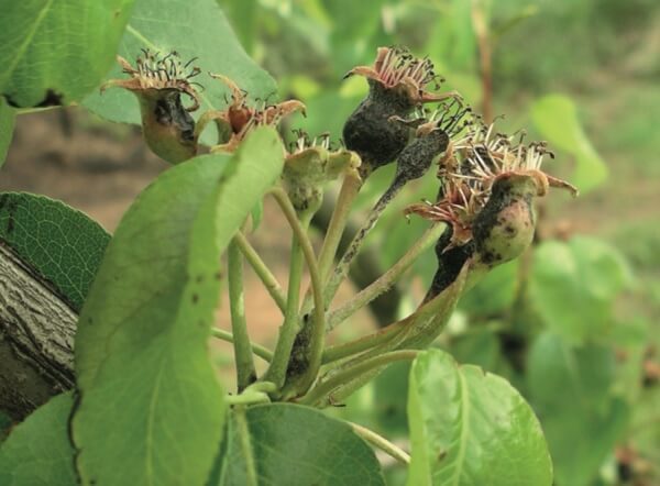 Danos causados por cancro bacteriano em pomóideas