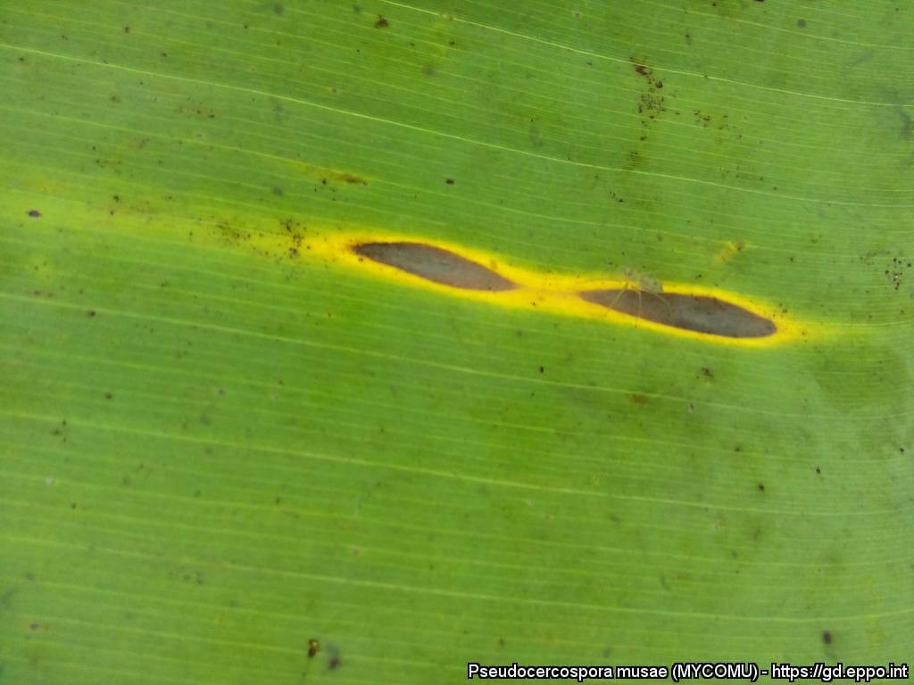 Sigatoka amarilla en platanera | idMicrobe