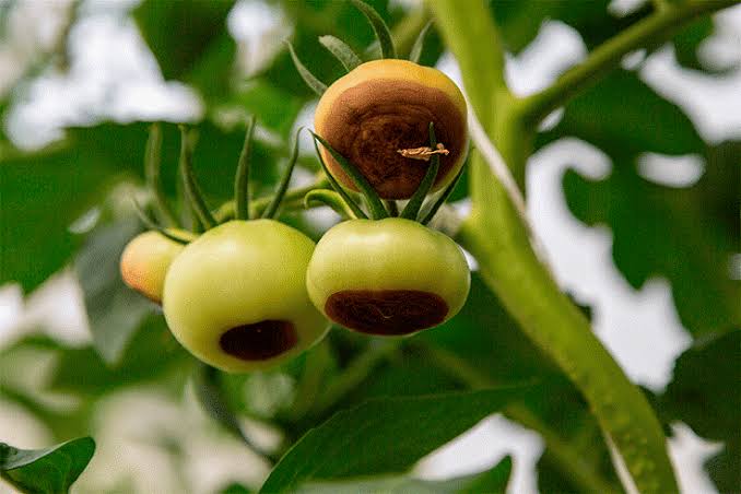 Daños causados por la carencia de calcio en frutos