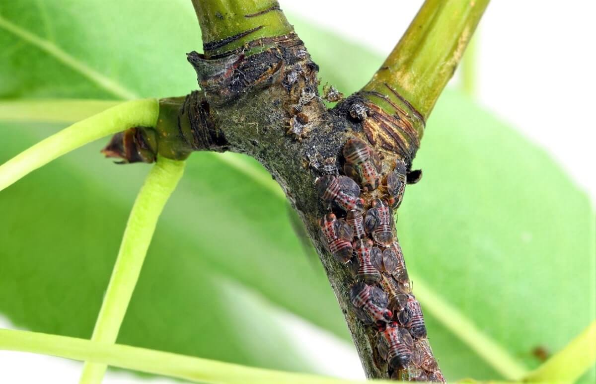 Psílídeo da fruta pomóidea | idMicrobe