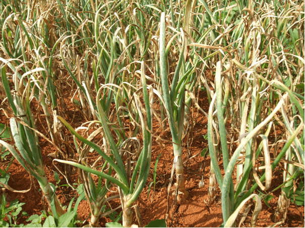 Ponta branca da cebola na cebola: como reconhecer e tratar com eficácia