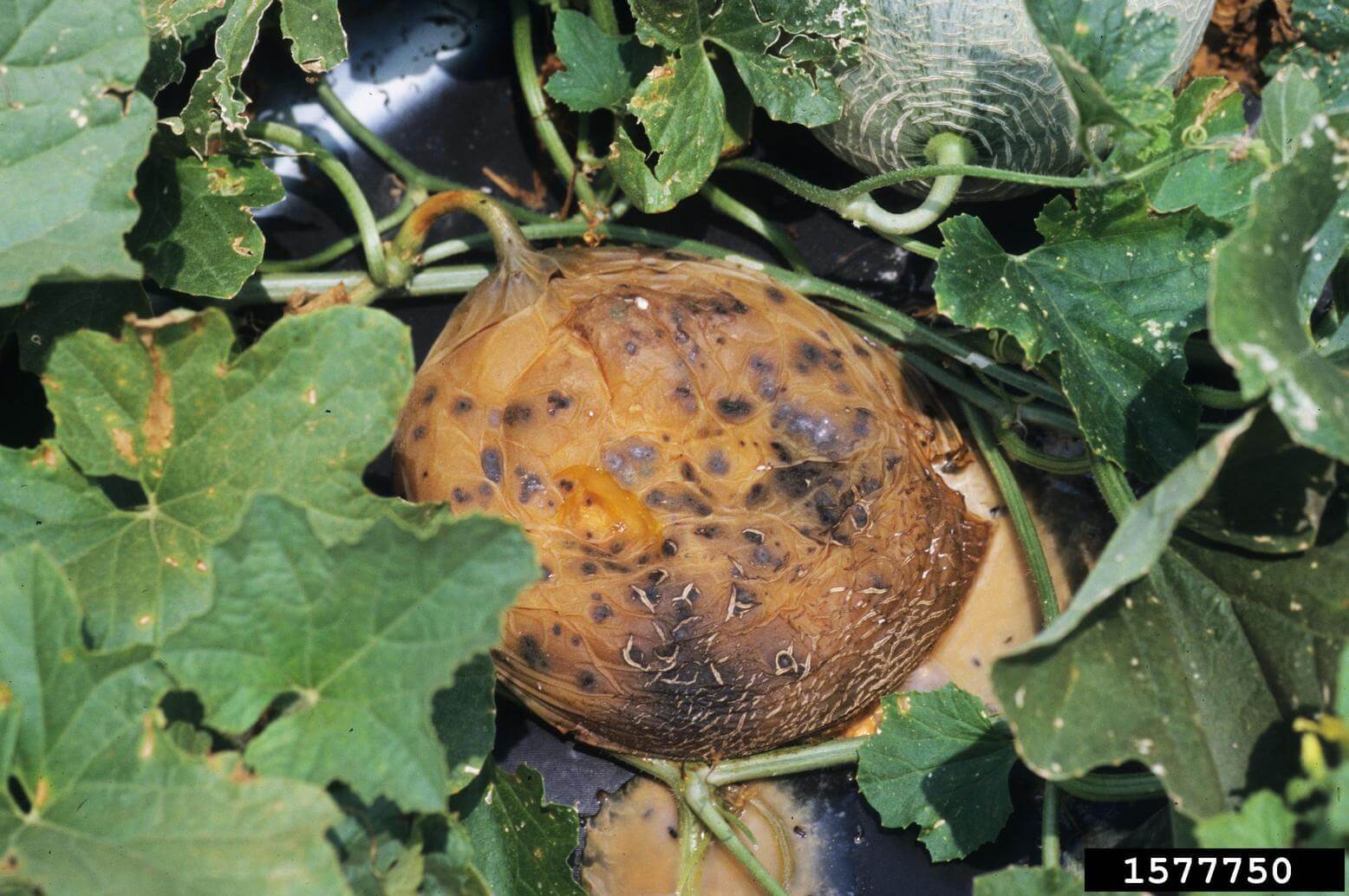 Bacterial spot on pumpkin | idMicrobe