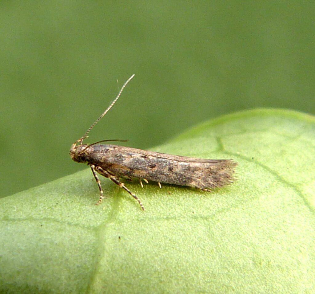 Beetroot moth | idMicrobe