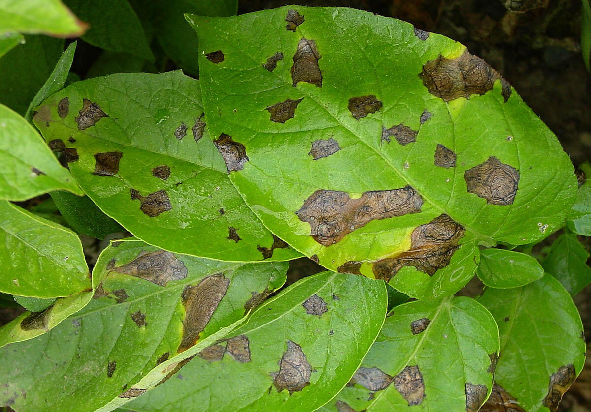 Tizón temprano o alternariosis: Síntomas y daños en Patata