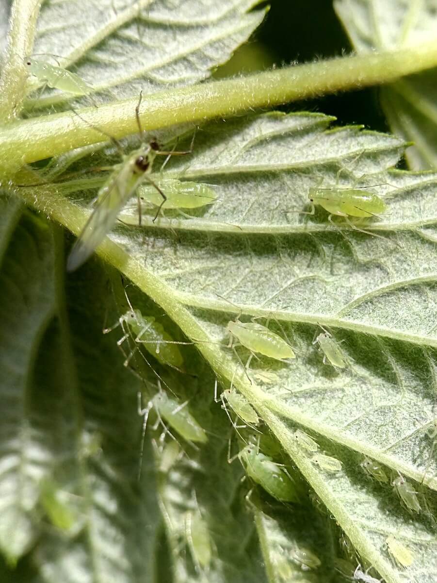 Pulgón grande de la frambuesa: Síntomas y daños en Frambuesa
