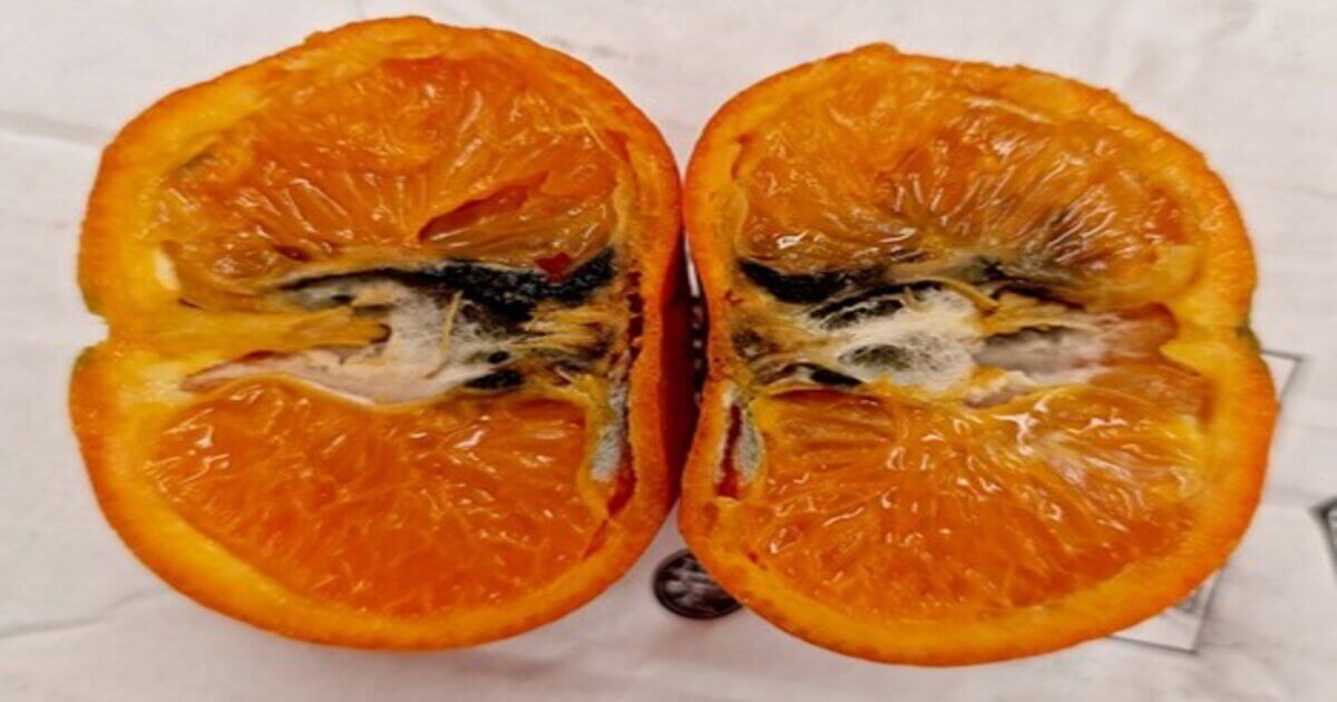 How to recognize and combat false codling moth in grapefruit