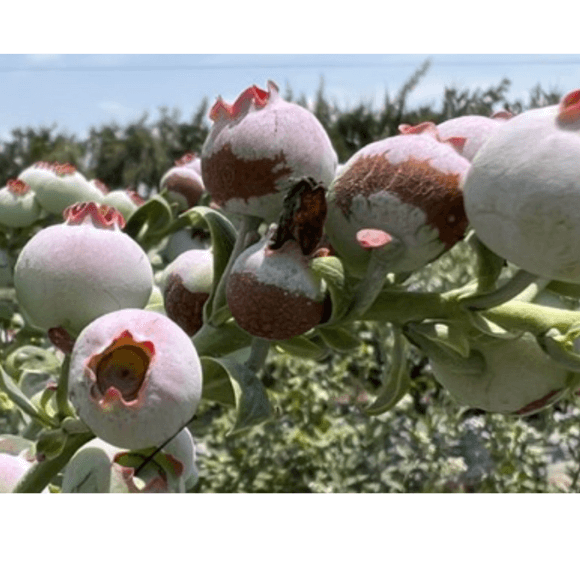 Thrips : symptômes et dégâts sur les myrtilles