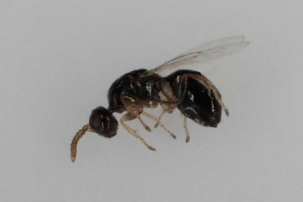 Avispita de las agallas: Síntomas y daños en Ficus