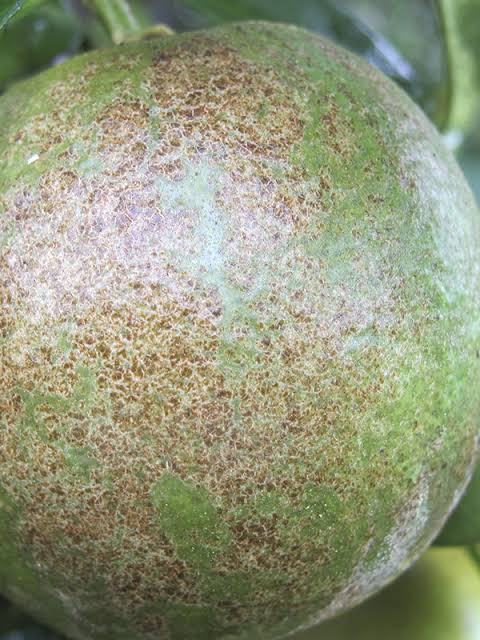 Cómo reconocer y eliminar los ácaros en los frutos