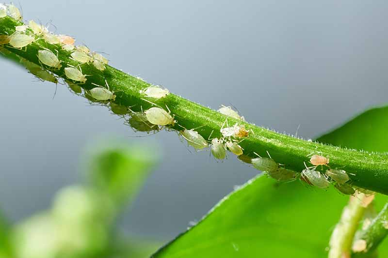 Pulgón: Síntomas y daños en Apio